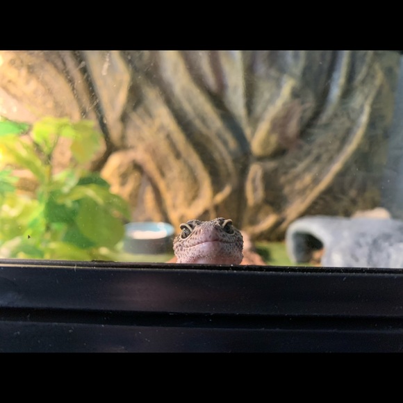 Meet your Posher, Jordan - Picture 2 of 2